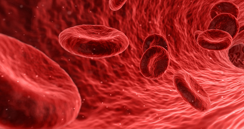 Bild rote Blutkörperchen